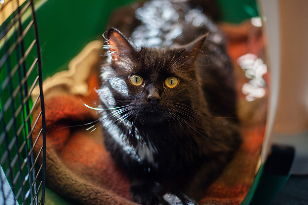 Black cat sitting in a kennel