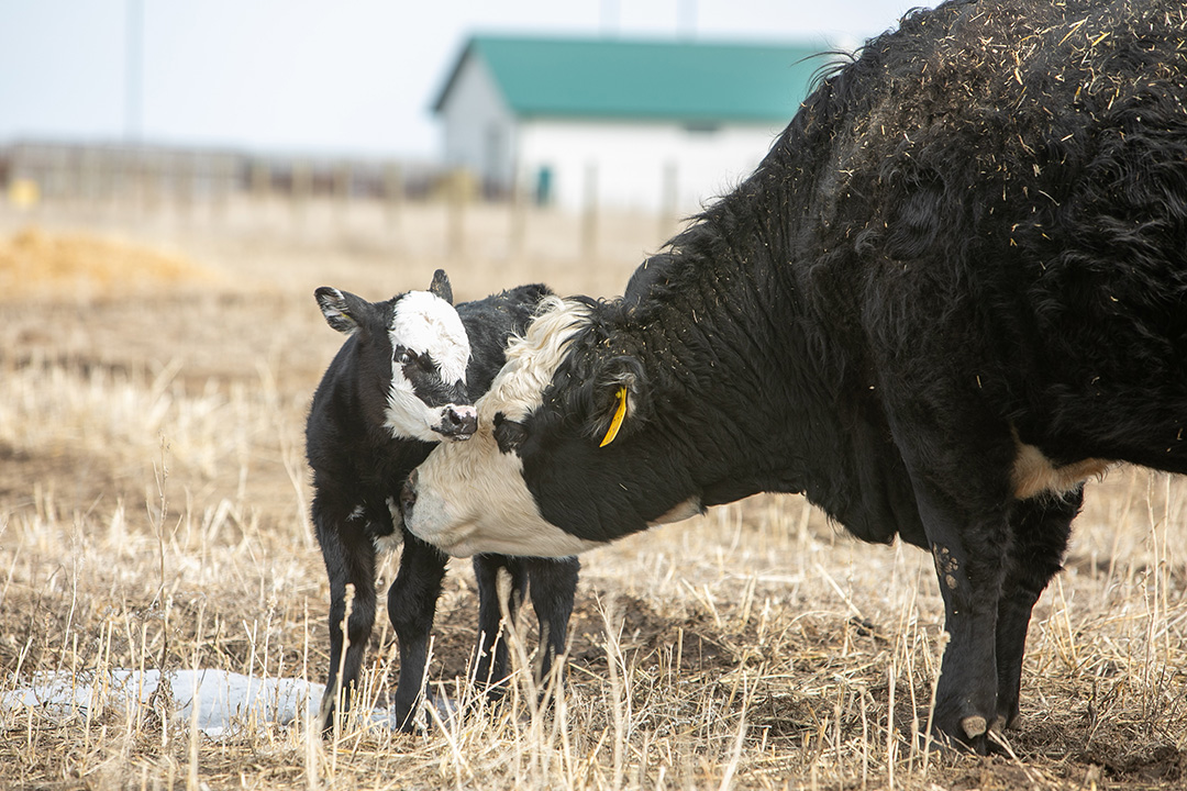 Cow-calf in field