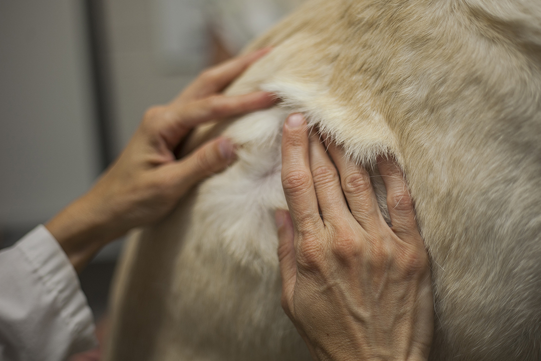 Veterinarian examines dog's fur and skin