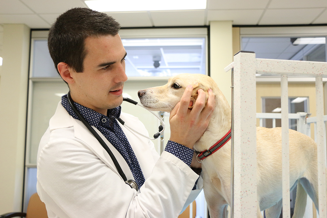 Dr. Nolan Chalifoux, a 2019 WCVM graduate, conducted the retrospective study of Addison's disease cases while he was a summer research student in 2018. Supplied photo.