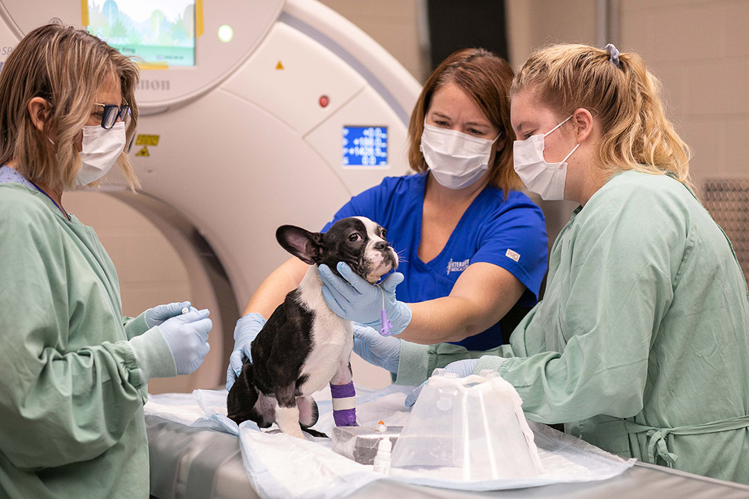 VMC technicians assist a canine patient before a CT scan