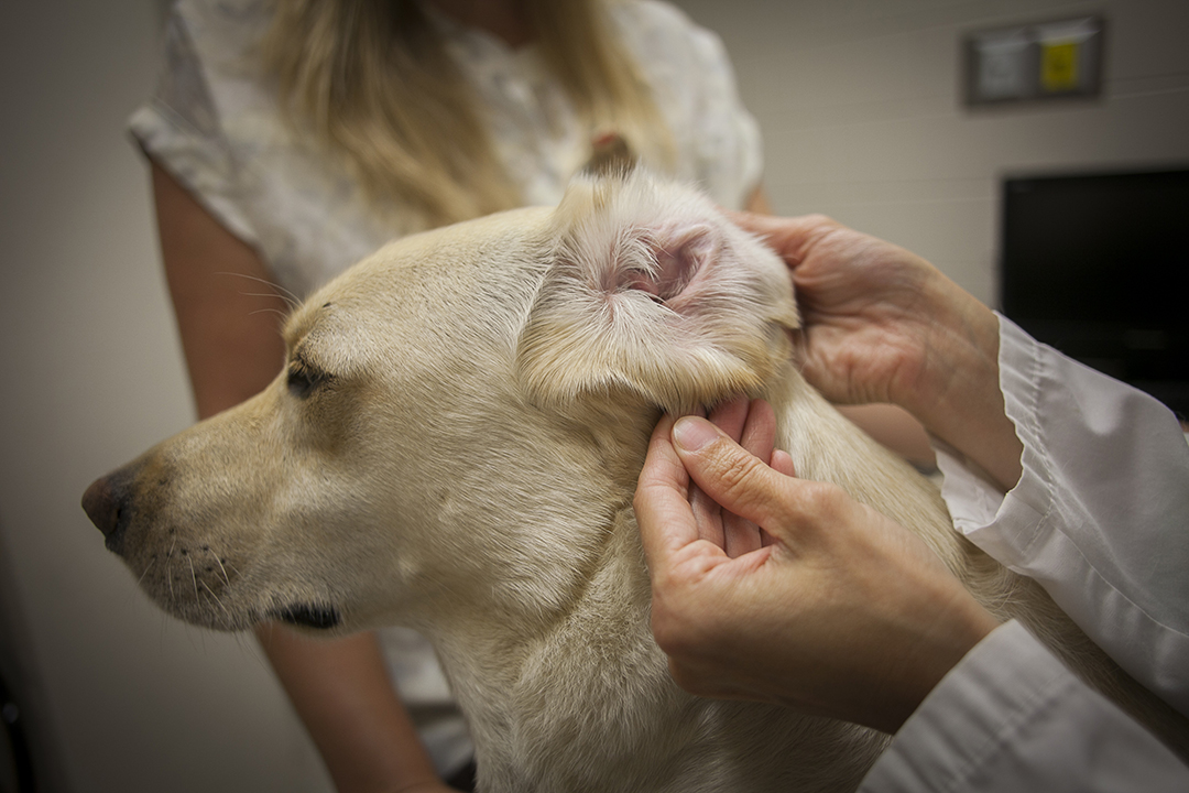 A veterinarian examines a dog's ear during a physical exam.