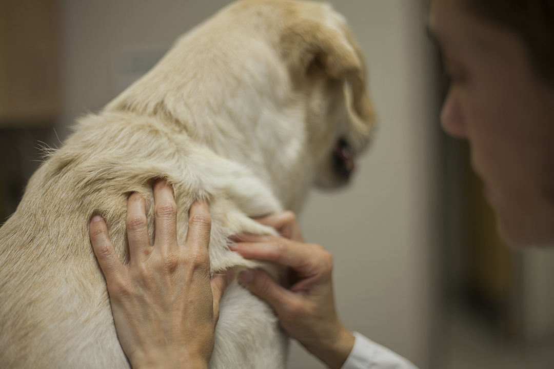 Veterinarian examines dog's fur