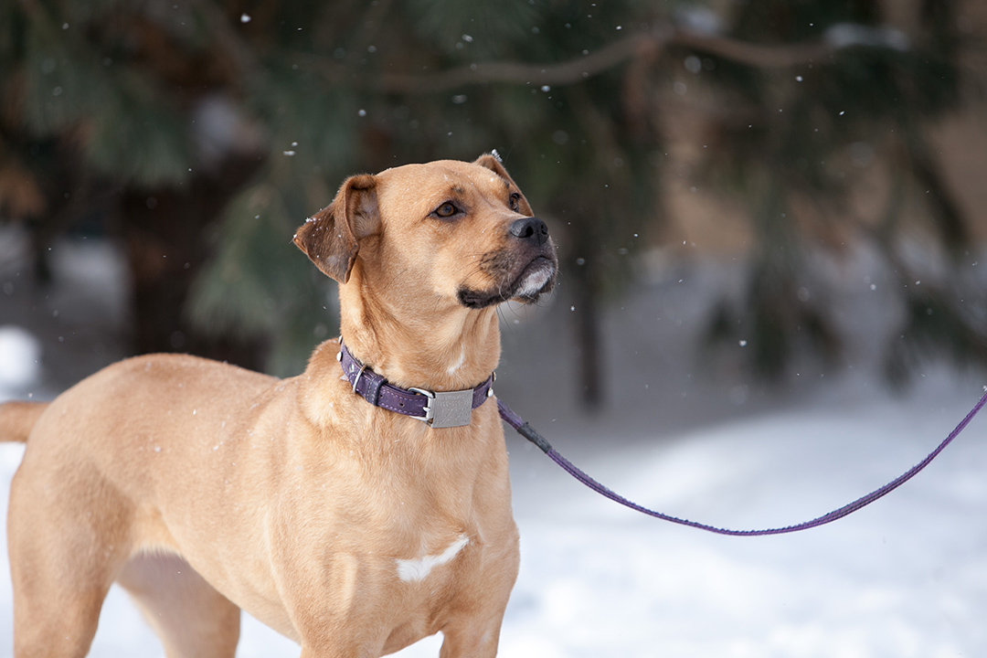 Dog standing outside while snowflakes come down.