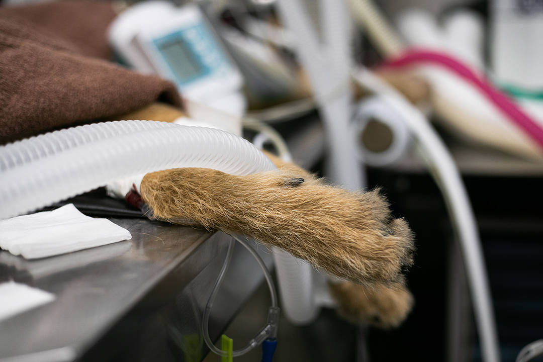 Anesthetized dog's paw in a hospital