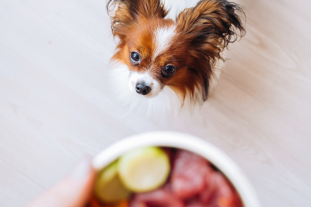 Small dog looks up at bowl full of raw meat