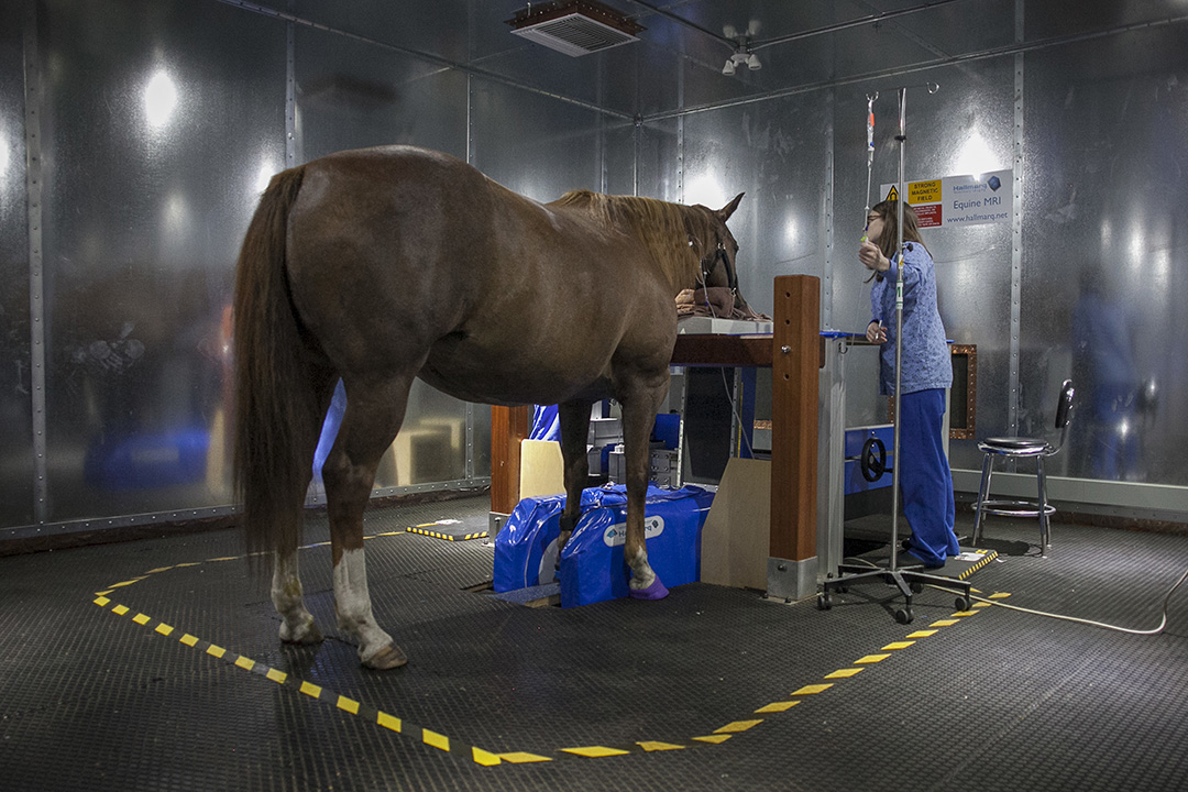 A sedated horse stands in the equine standing MRI room at the WCVM Veterinary Medical Centre. 