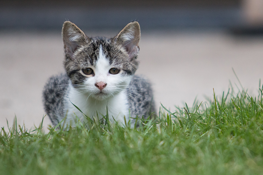 Kitten crouching in the grass