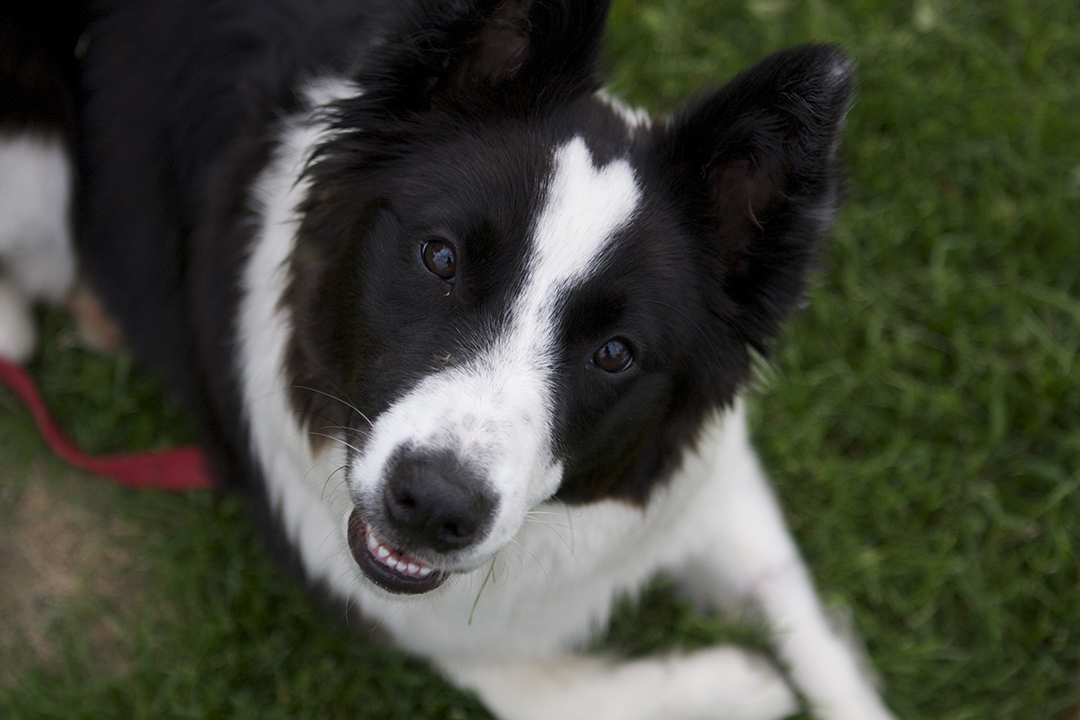 Black and white border collie pup