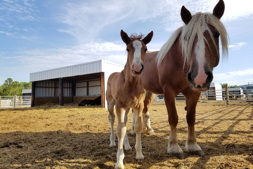 A mare and foal enjoy the sun in the paddocks behind the WCVM Veterinary Medical Centre. Photo: Brandi Bakken.