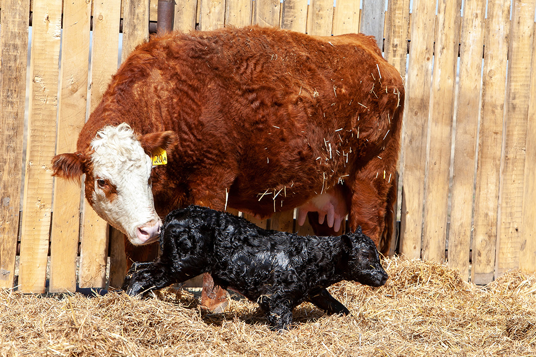 Beef cow with newborn calf