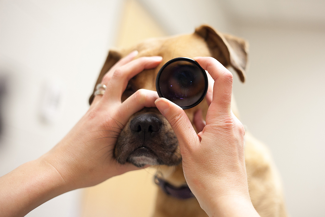 dog with optic tool over eye