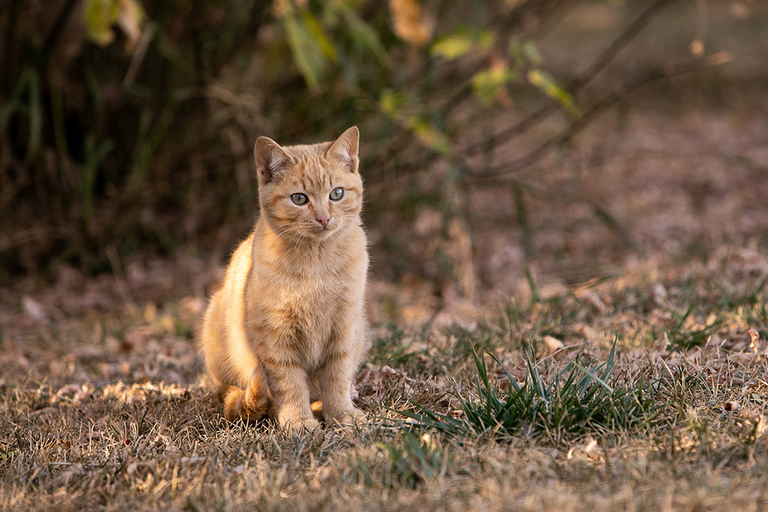 Orange cat sitting by trees