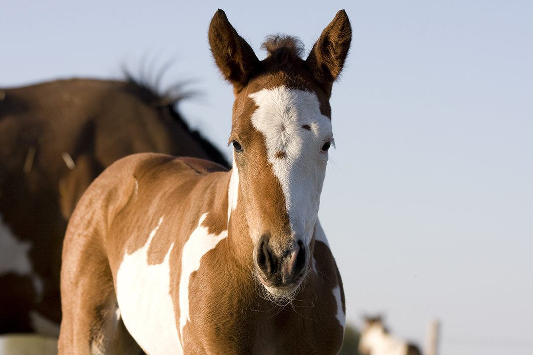Paint foal in field with mare