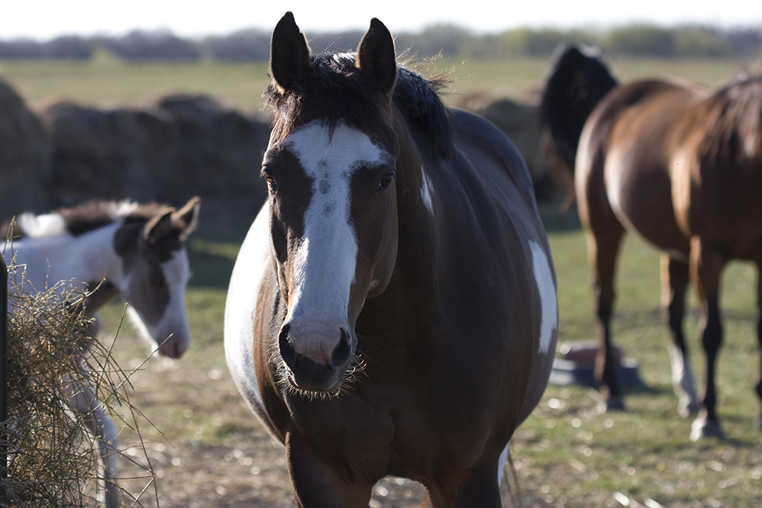 pregnant mare with foals in background