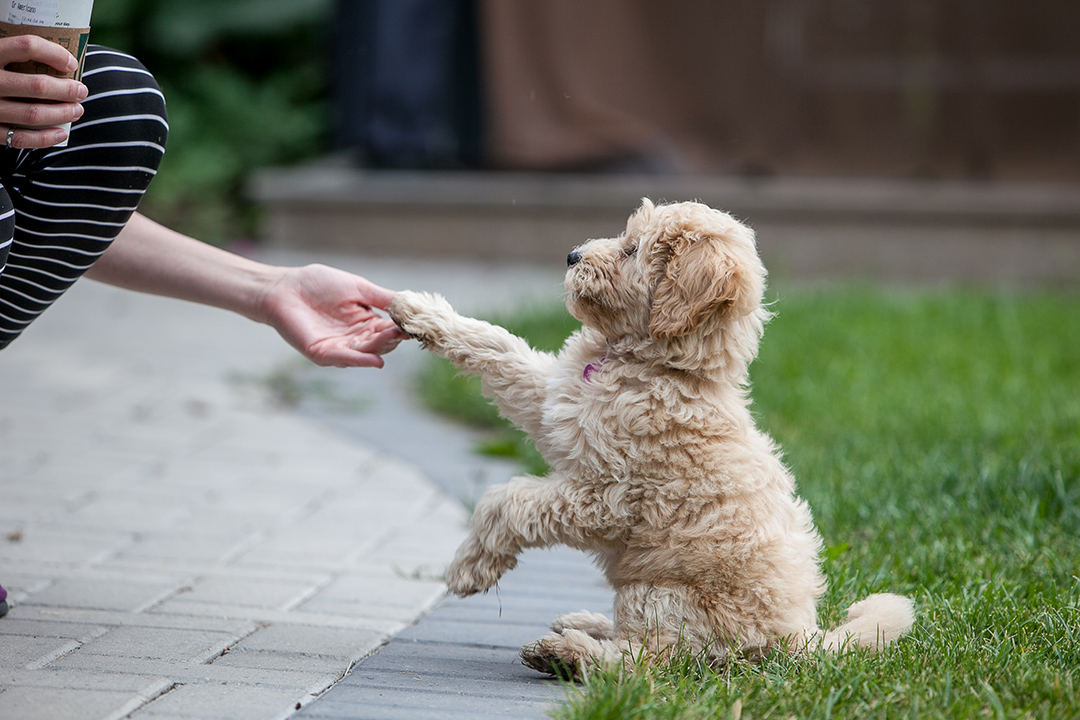 Small puppy shaking paw