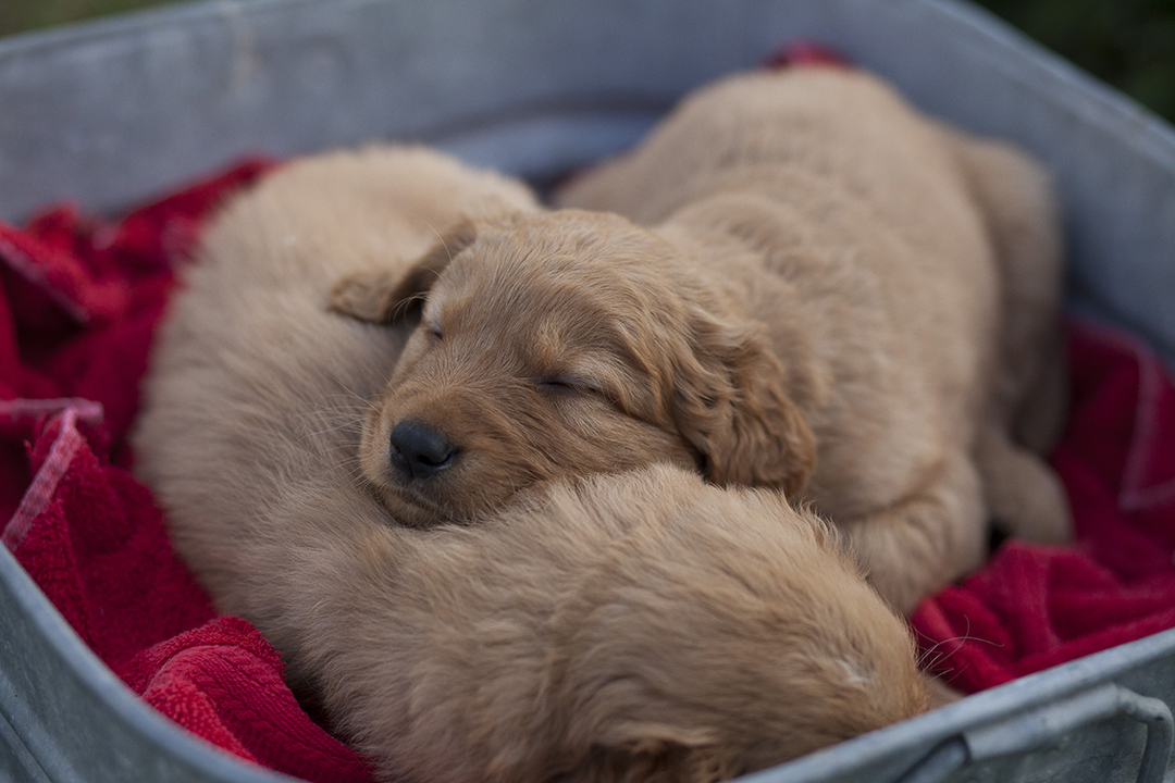two puppies sleeping on red towel
