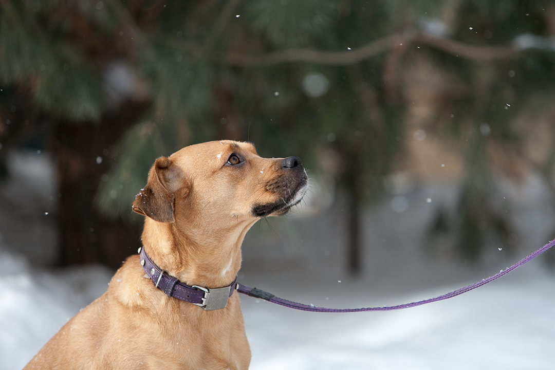 Dog sitting in a snowfall