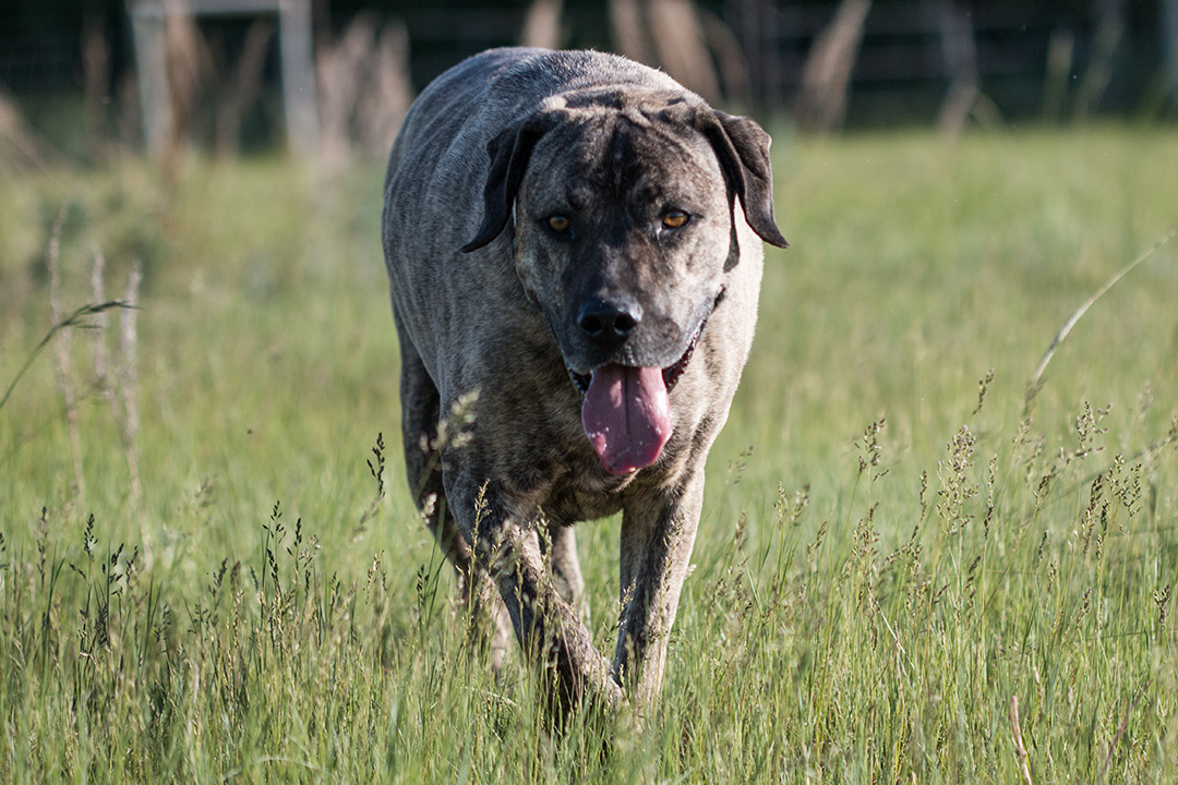 Dog walking in a pasture