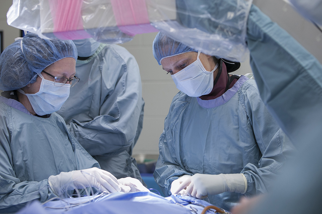 Small animal surgeons conduct surgery on a canine patient