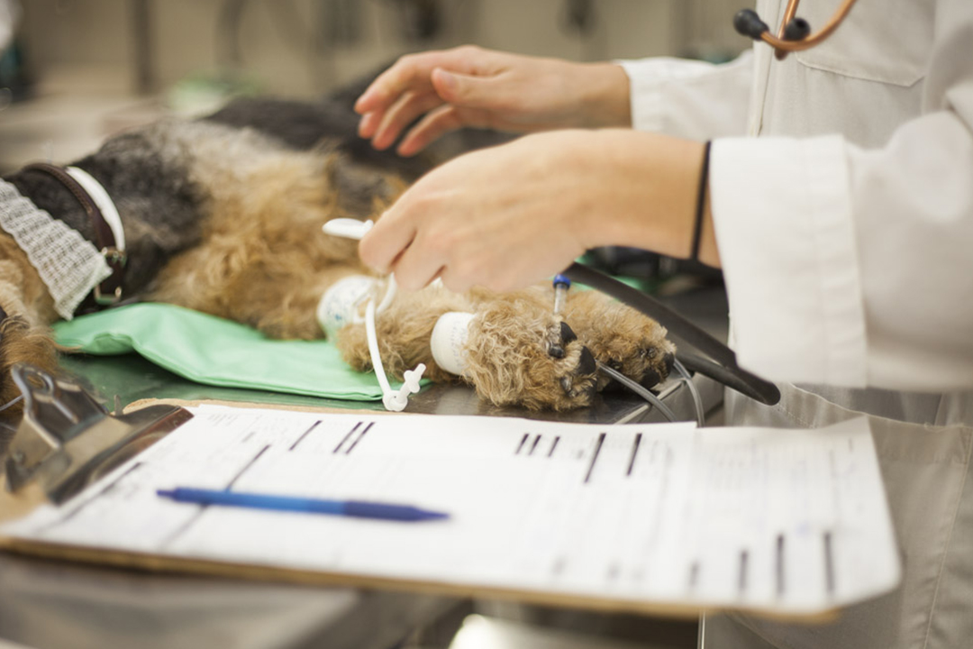 Clinical team member adjusts anesthetized dog's limbs with paperwork in foreground.