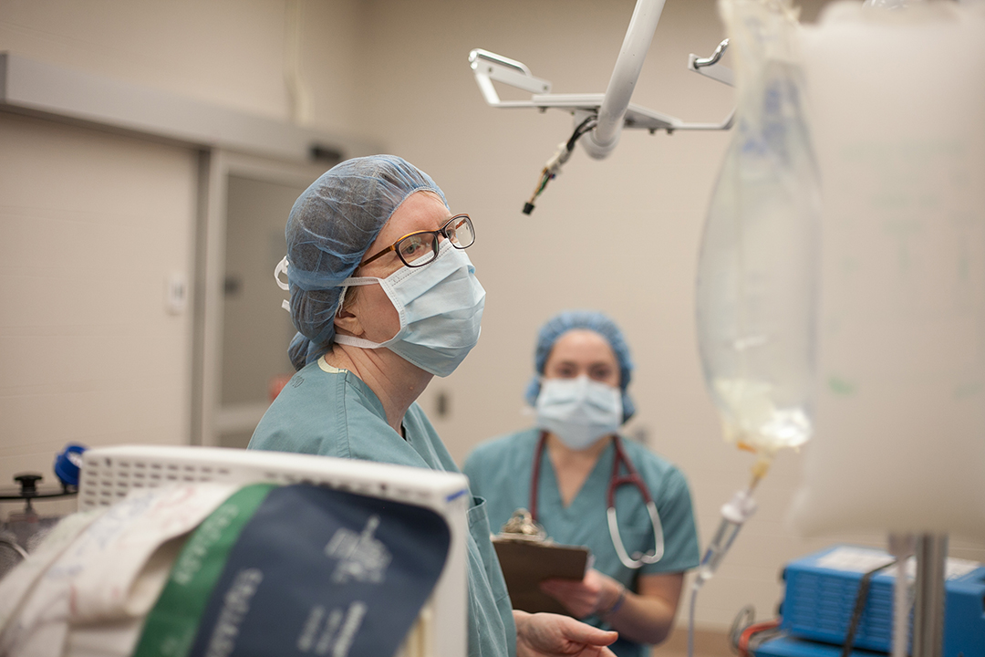 Dr. Tanya Duke-Novakovski assists a senior veterinary student during an equine surgery. Photo: Christina Weese.