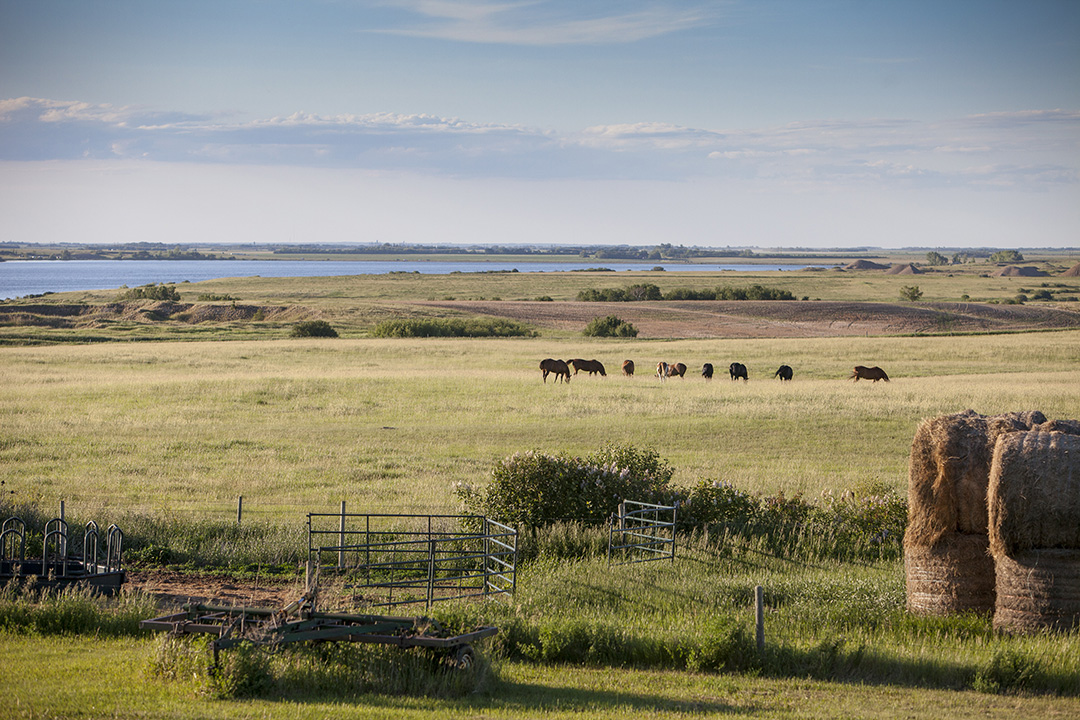 Horses graze near Blackstrap Lake, south of Saskatoon, Sask. Photo: Christina Weese.
