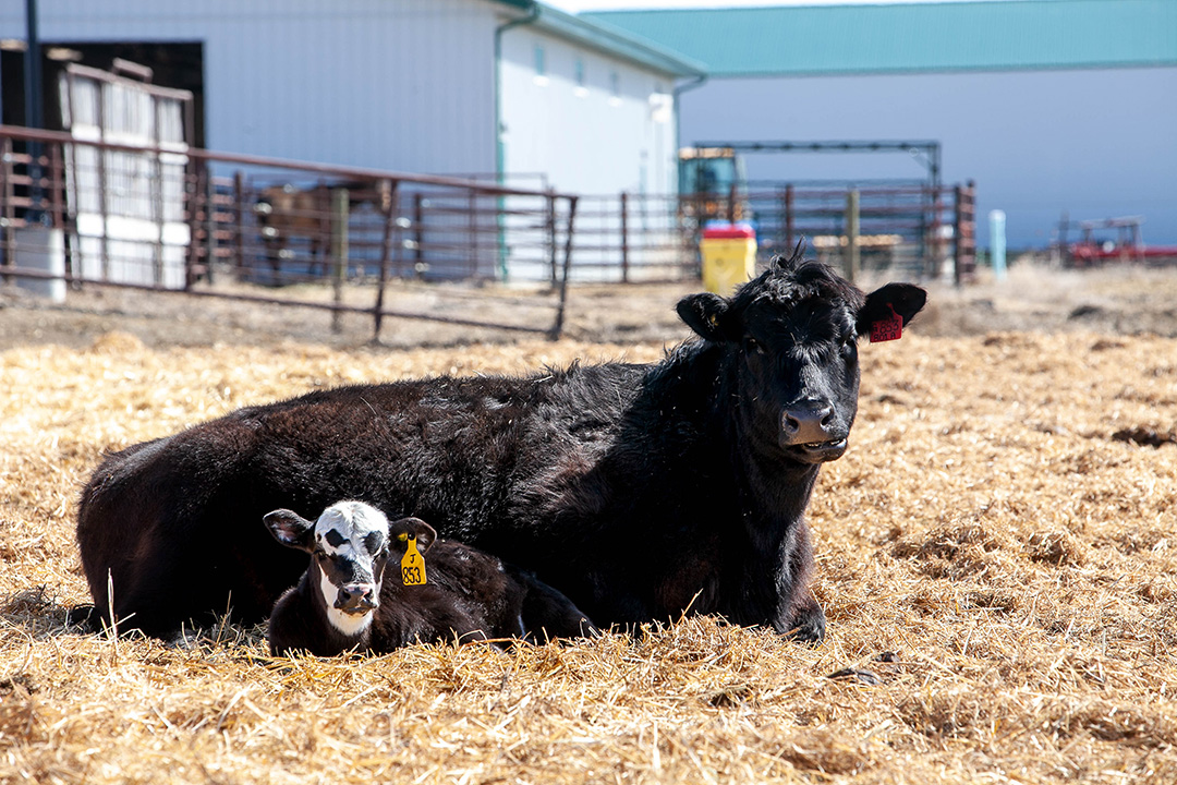 A beef cow and her calf enjoy the morning sunshine at the LFCE’s Forage Cow-Calf Research and Teaching Unit. Photo: Christina Weese.