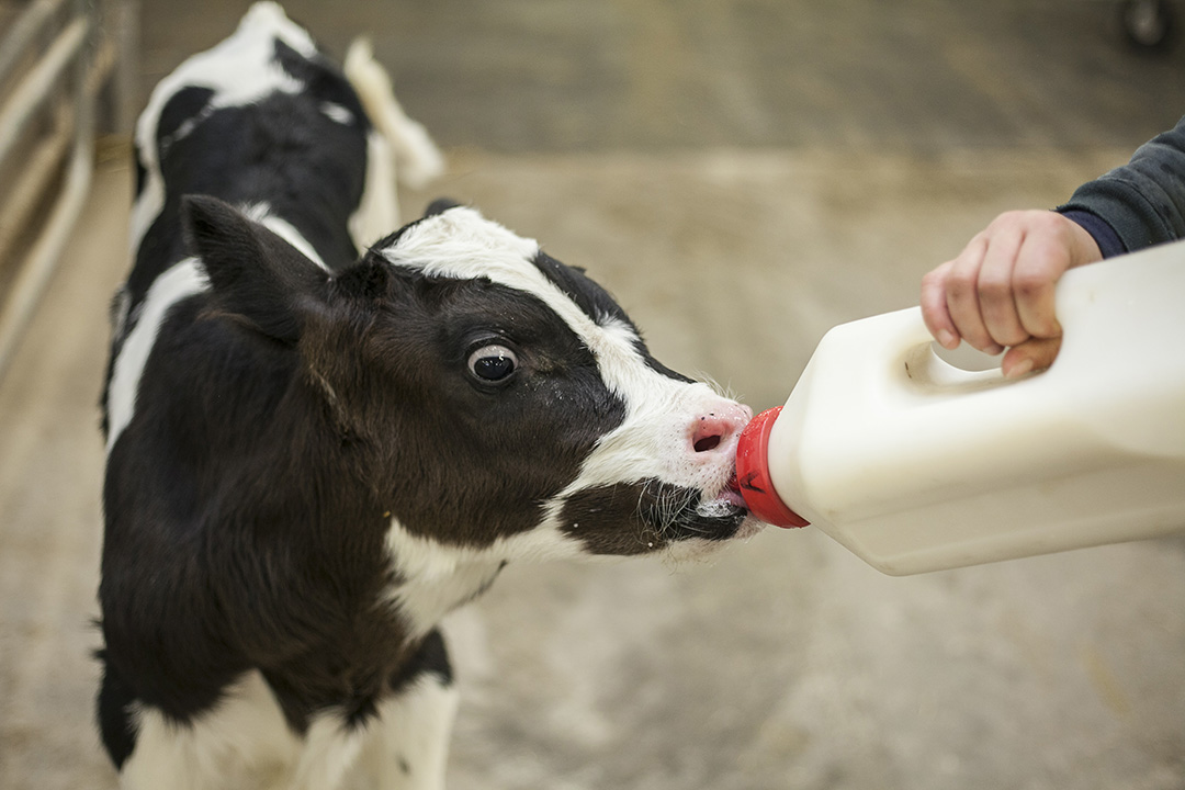 A young Holstein calf gets a drink at the University of Saskatchewan’s Rayner Dairy Research and Teaching Facility. Photo: Christina Weese.