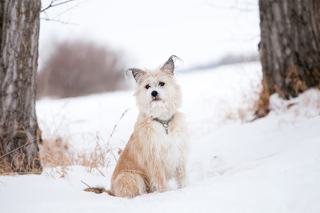Gary, a terrier-mixed breed dog, enjoys a fresh layer of snow. Photo: Christina Weese.