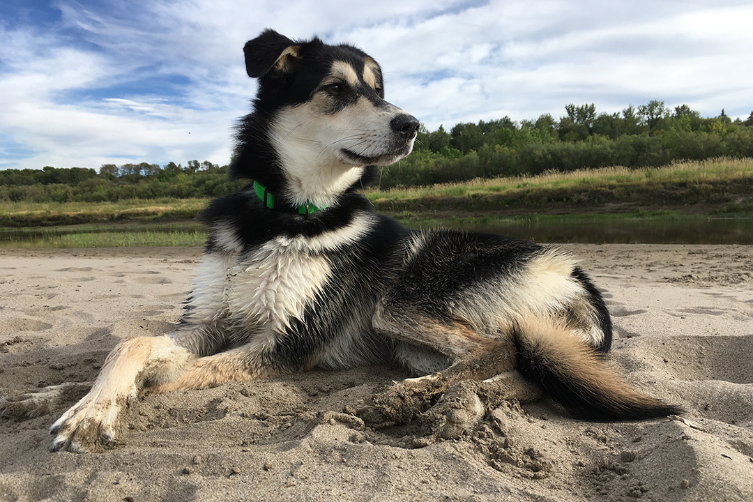 Six-year-old Lexi, a mixed-breed female dog, hangs out at the beach near the Fred Heal Canoe Launch, south of Saskatoon, Sask. Photo: Lindsay Royale.