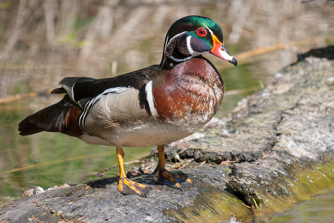 A wood duck at the George C. Reifel Migratory Bird Sanctuary in Delta, B.C. Photo: Dr. Janet Hill.