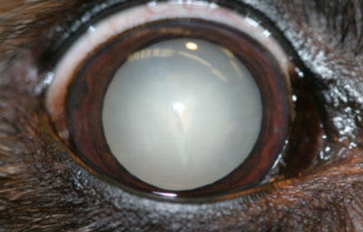 mature cataract dog