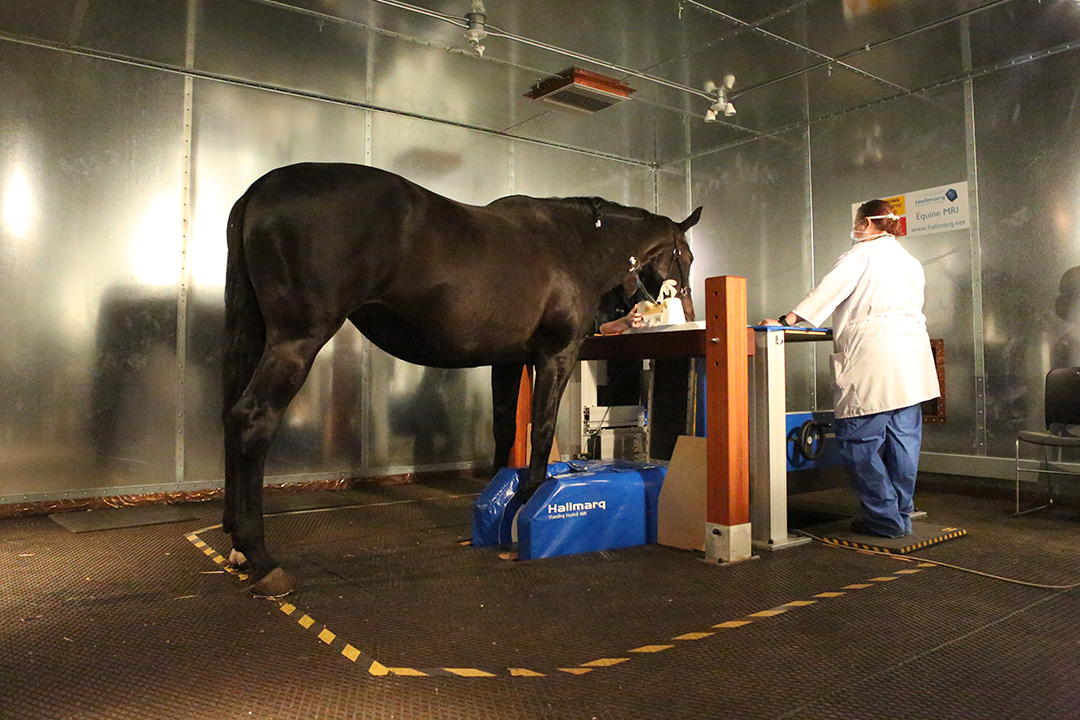 Registered veterinary technologists assist a sedated equine patient during an equine standing MRI exam. 